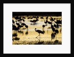 Sandhill Cranes, Bosque del Apache, New Mexico by Anonymous