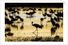 Sandhill Cranes, Bosque del Apache, New Mexico by Anonymous