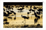 Sandhill Cranes, Bosque del Apache, New Mexico by Anonymous
