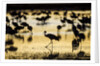 Sandhill Cranes, Bosque del Apache, New Mexico by Anonymous