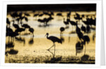 Sandhill Cranes, Bosque del Apache, New Mexico by Anonymous