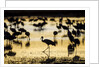 Sandhill Cranes, Bosque del Apache, New Mexico by Anonymous