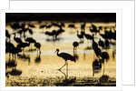 Sandhill Cranes, Bosque del Apache, New Mexico by Anonymous