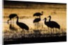 Sandhill Cranes, Bosque del Apache, New Mexico by Anonymous