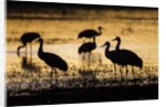 Sandhill Cranes, Bosque del Apache, New Mexico by Anonymous