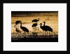 Sandhill Cranes, Bosque del Apache, New Mexico by Anonymous