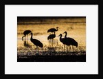 Sandhill Cranes, Bosque del Apache, New Mexico by Anonymous