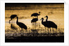 Sandhill Cranes, Bosque del Apache, New Mexico by Anonymous