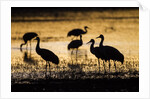 Sandhill Cranes, Bosque del Apache, New Mexico by Anonymous