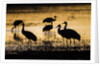 Sandhill Cranes, Bosque del Apache, New Mexico by Anonymous