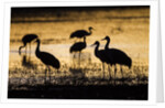 Sandhill Cranes, Bosque del Apache, New Mexico by Anonymous