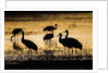 Sandhill Cranes, Bosque del Apache, New Mexico by Anonymous