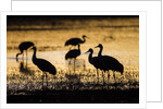 Sandhill Cranes, Bosque del Apache, New Mexico by Anonymous
