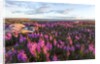 Fireweed, Hudson Bay, Canada by Anonymous