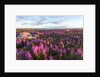 Fireweed, Hudson Bay, Canada by Anonymous