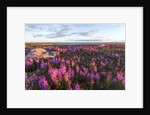 Fireweed, Hudson Bay, Canada by Anonymous
