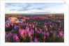 Fireweed, Hudson Bay, Canada by Anonymous