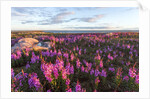 Fireweed, Hudson Bay, Canada by Anonymous