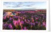 Fireweed, Hudson Bay, Canada by Anonymous