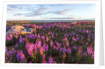 Fireweed, Hudson Bay, Canada by Anonymous
