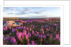 Fireweed, Hudson Bay, Canada by Anonymous