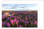 Fireweed, Hudson Bay, Canada by Anonymous
