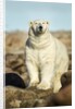 Polar Bear, Hudson Bay, Manitoba, Canada by Anonymous
