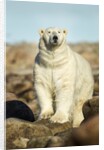 Polar Bear, Hudson Bay, Manitoba, Canada by Anonymous