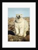 Polar Bear, Hudson Bay, Manitoba, Canada by Anonymous