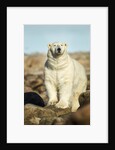 Polar Bear, Hudson Bay, Manitoba, Canada by Anonymous
