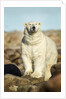 Polar Bear, Hudson Bay, Manitoba, Canada by Anonymous