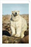 Polar Bear, Hudson Bay, Manitoba, Canada by Anonymous