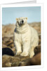 Polar Bear, Hudson Bay, Manitoba, Canada by Anonymous