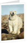 Polar Bear, Hudson Bay, Manitoba, Canada by Anonymous