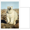 Polar Bear, Hudson Bay, Manitoba, Canada by Anonymous