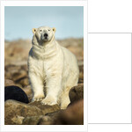Polar Bear, Hudson Bay, Manitoba, Canada by Anonymous