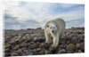 Polar Bear, Hudson Bay, Nunavut, Canada by Anonymous