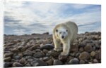 Polar Bear, Hudson Bay, Nunavut, Canada by Anonymous