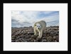 Polar Bear, Hudson Bay, Nunavut, Canada by Anonymous