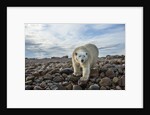 Polar Bear, Hudson Bay, Nunavut, Canada by Anonymous