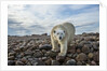 Polar Bear, Hudson Bay, Nunavut, Canada by Anonymous