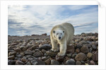 Polar Bear, Hudson Bay, Nunavut, Canada by Anonymous