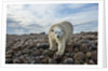 Polar Bear, Hudson Bay, Nunavut, Canada by Anonymous