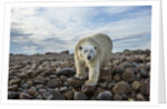 Polar Bear, Hudson Bay, Nunavut, Canada by Anonymous