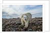 Polar Bear, Hudson Bay, Nunavut, Canada by Anonymous