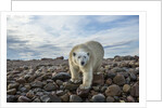 Polar Bear, Hudson Bay, Nunavut, Canada by Anonymous