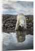 Polar Bear, Hudson Bay, Nunavut, Canada by Anonymous