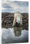 Polar Bear, Hudson Bay, Nunavut, Canada by Anonymous