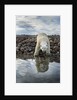 Polar Bear, Hudson Bay, Nunavut, Canada by Anonymous