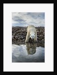 Polar Bear, Hudson Bay, Nunavut, Canada by Anonymous